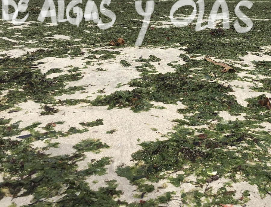 algas y olas en Galicia